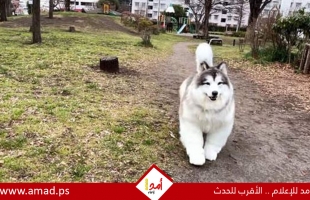 رجل ينفق 15 ألف دولار ليرتدي زي كلب واقعي