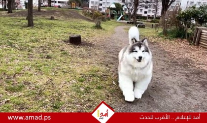 رجل ينفق 15 ألف دولار ليرتدي زي كلب واقعي