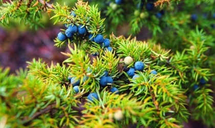 5 نباتات منزلية اشتريها مع بداية الدراسة