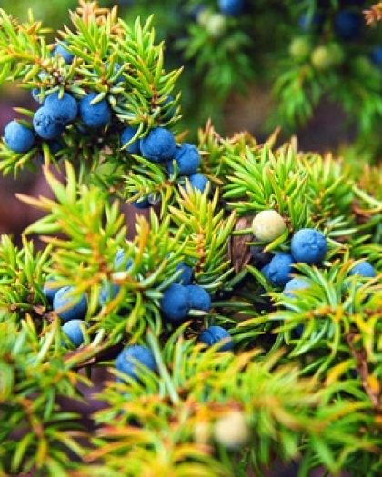 5 نباتات منزلية اشتريها مع بداية الدراسة